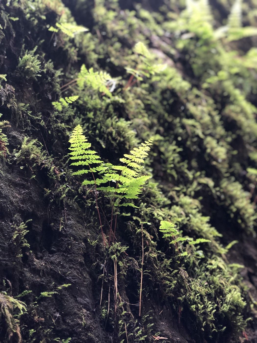 Delicate ferns growing from mossy rock, a quiet image of resilience and natural growth