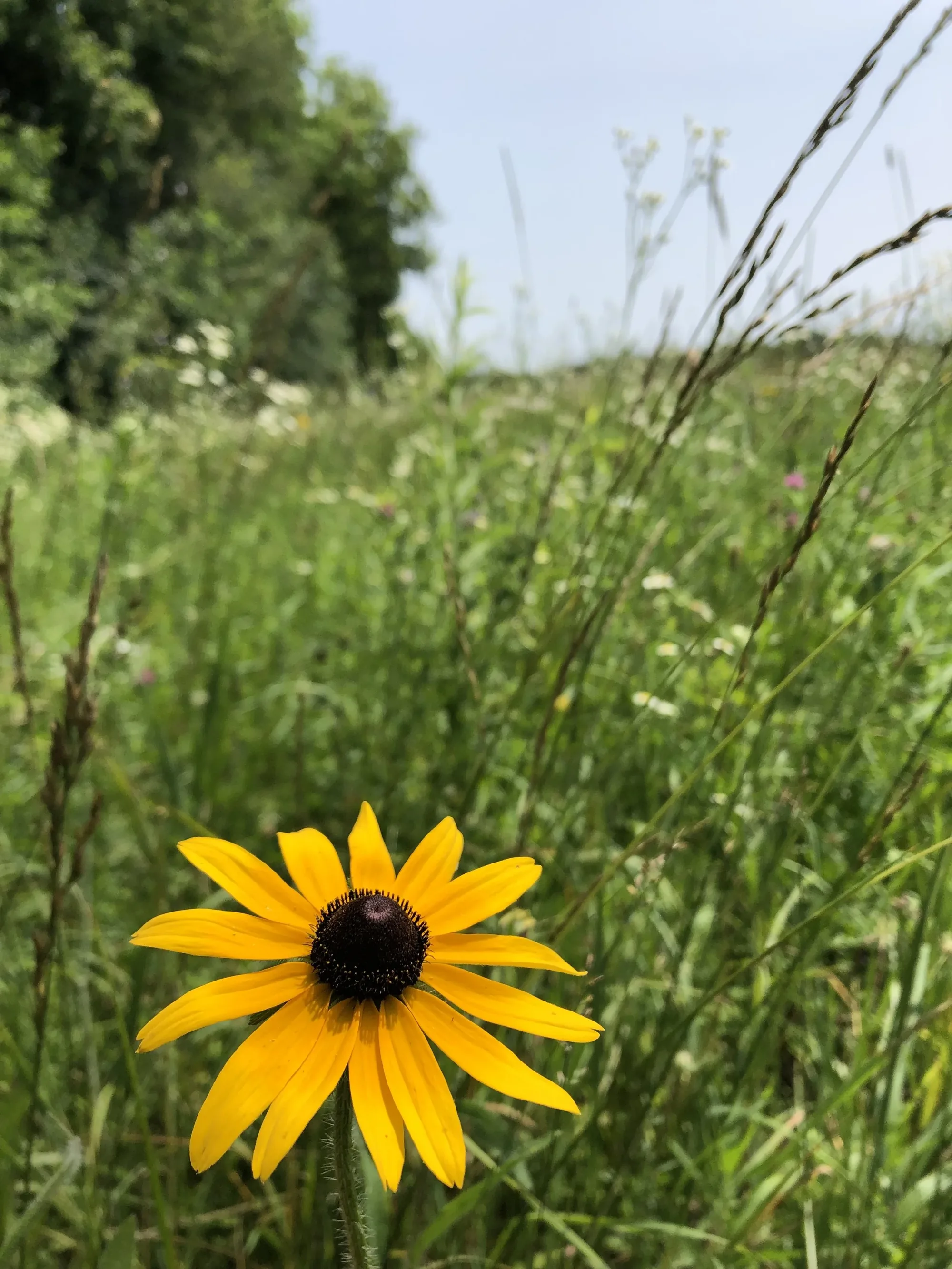Sunflower in soft natural light, evoking growth and resilience